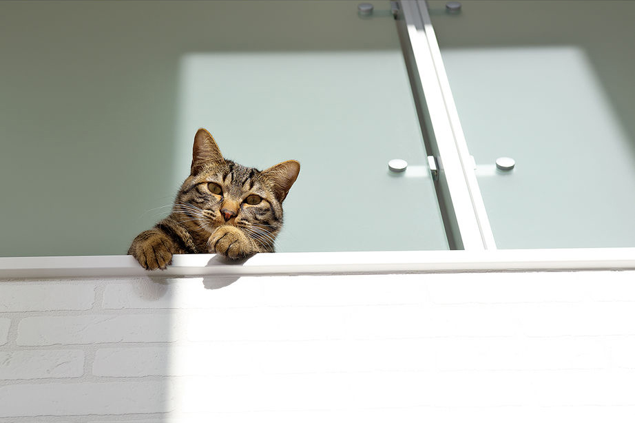 快適な新居に猫も居心地がよさそう